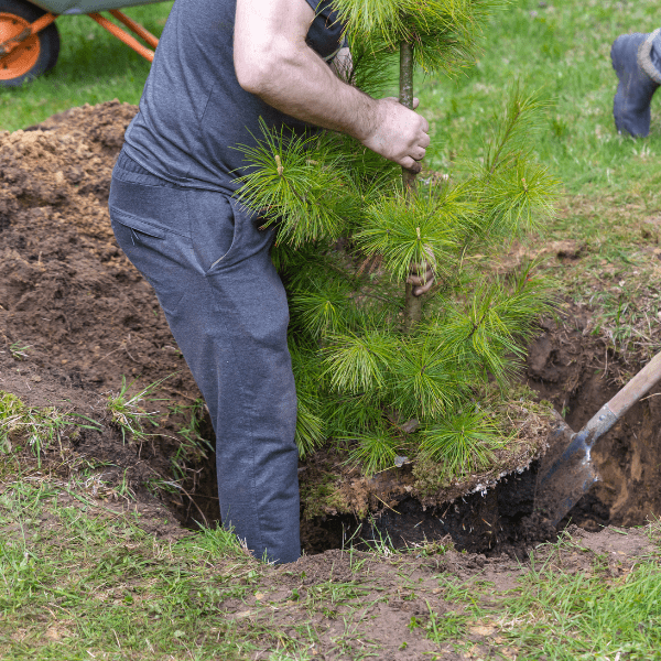 Tree Install Milwaukee