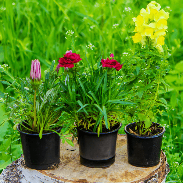 Perennial Plant Install Milwaukee